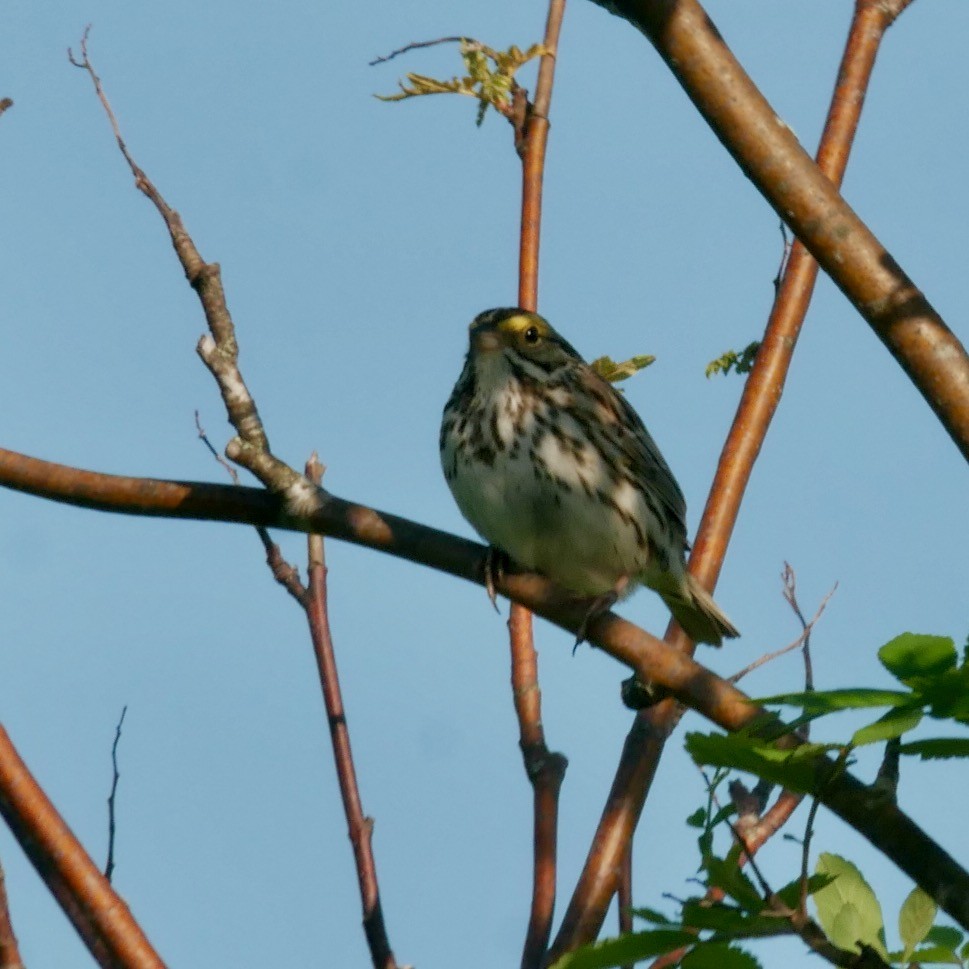 Savannah Sparrow - ML619881181