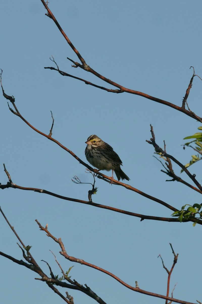Savannah Sparrow - ML619881183