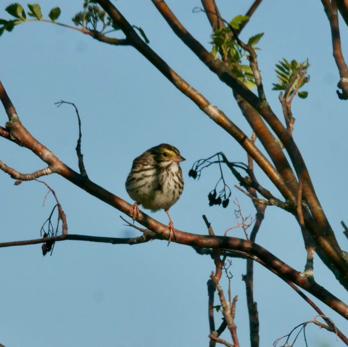 Savannah Sparrow - ML619881184