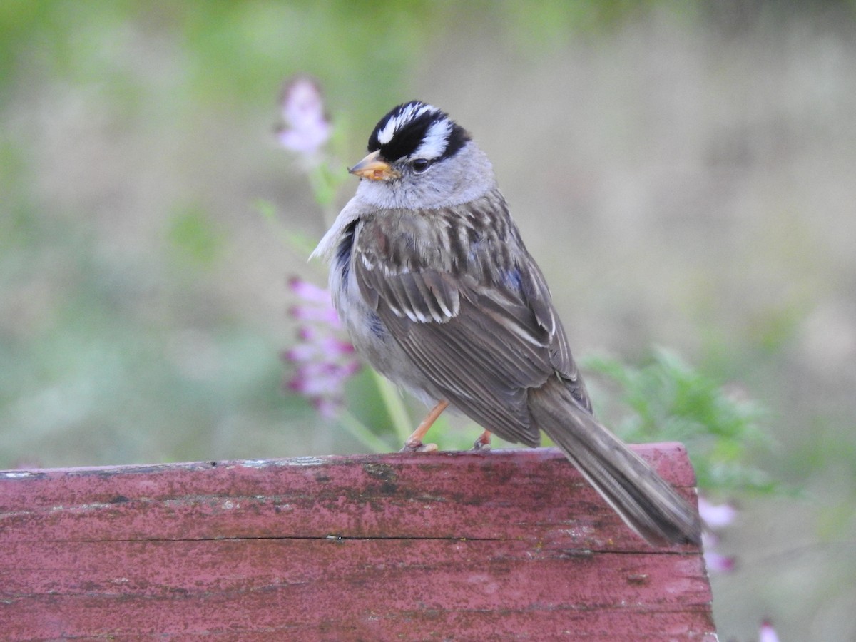 White-crowned Sparrow - ML619881193