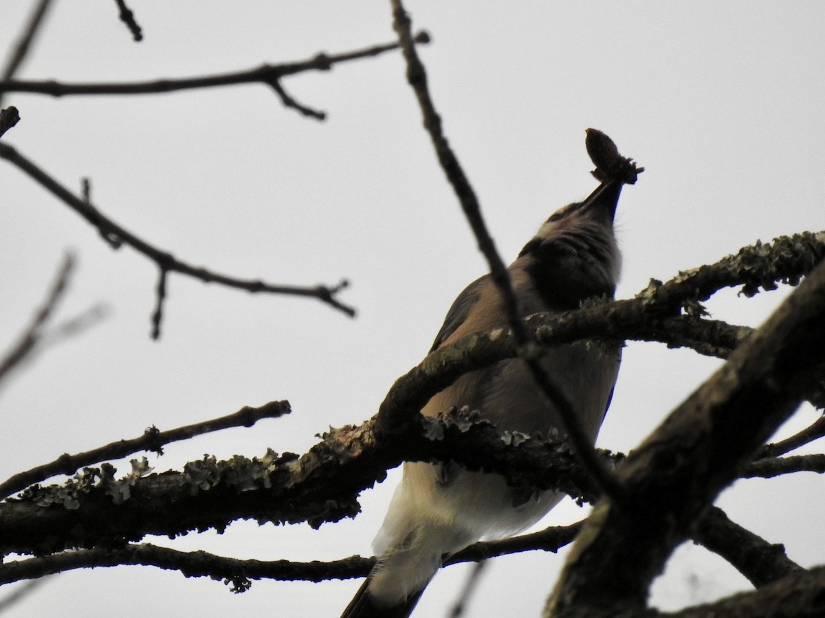 Blue Jay - ML619881198