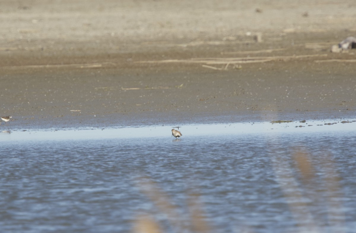 Dunlin - ML619881203