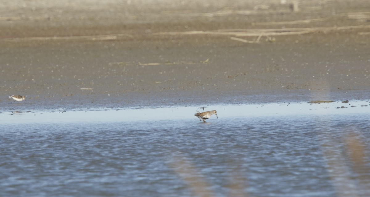 Dunlin - ML619881204