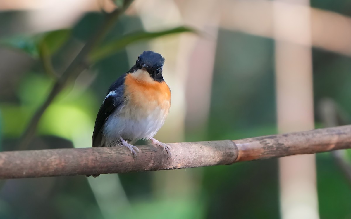 Rufous-chested Flycatcher - ML619881217