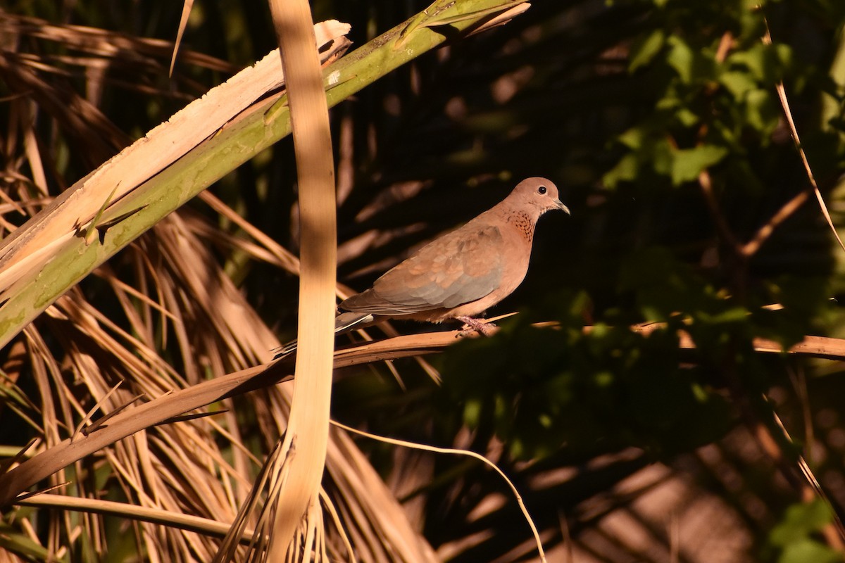 Laughing Dove - ML619881218