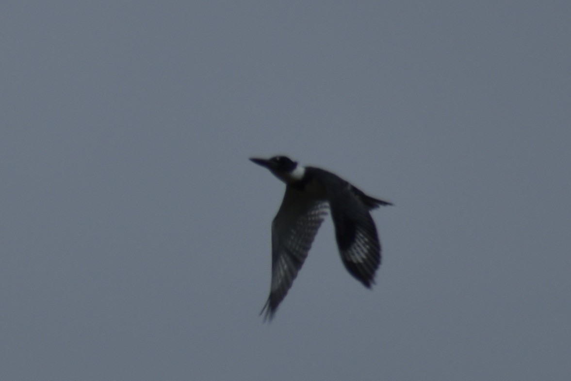 Belted Kingfisher - ML619881223