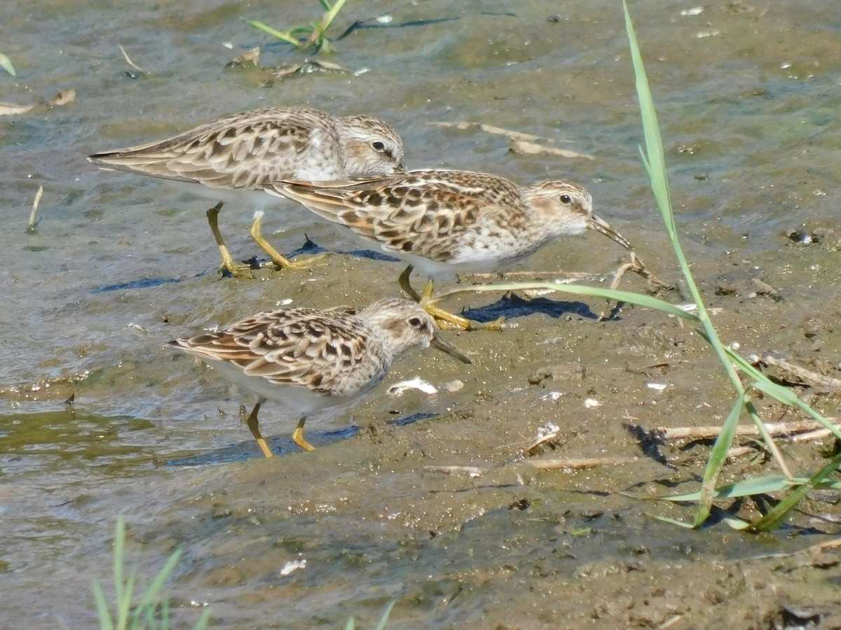 Least Sandpiper - Nancy Martin