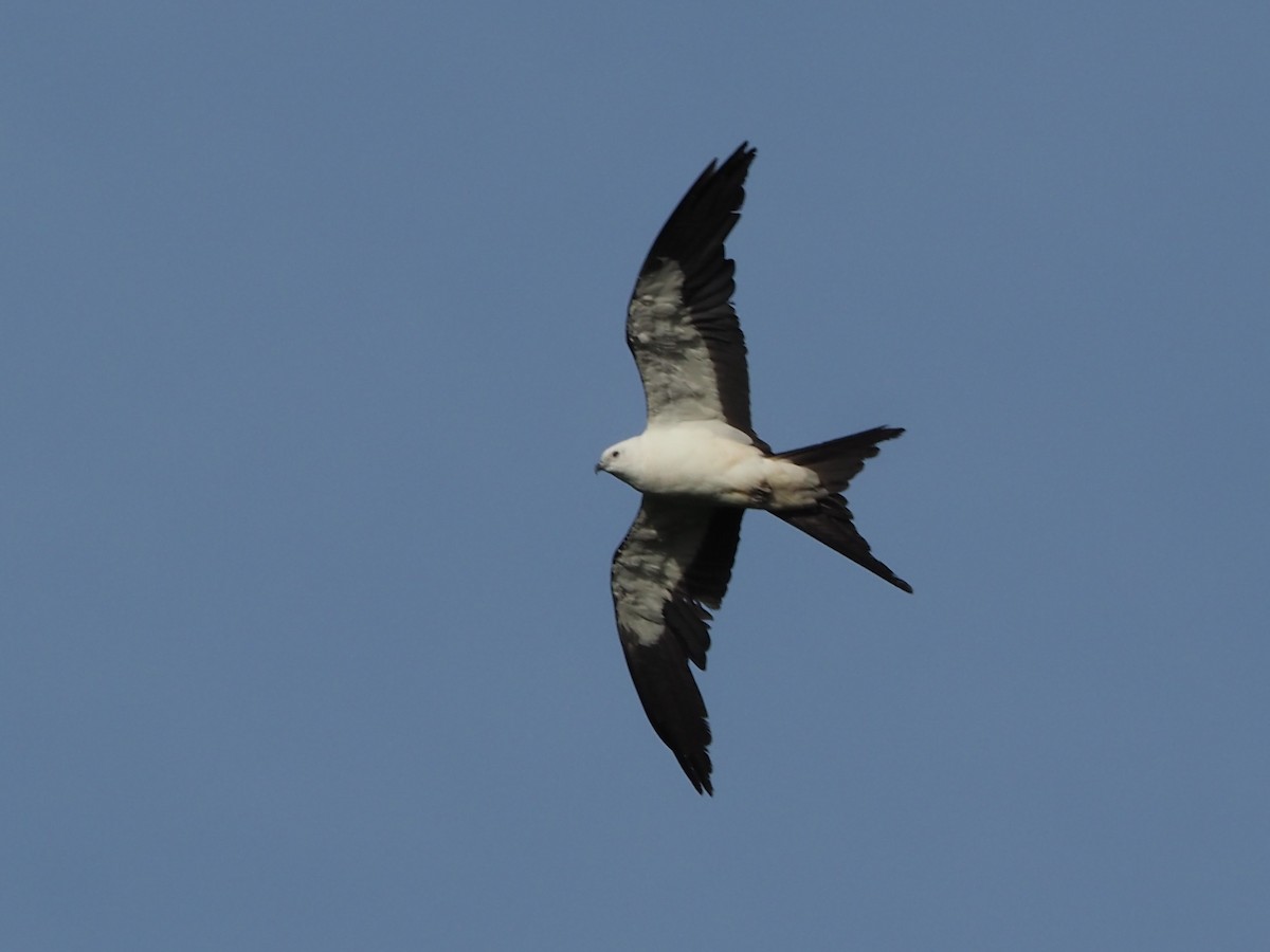 Swallow-tailed Kite - ML619881242
