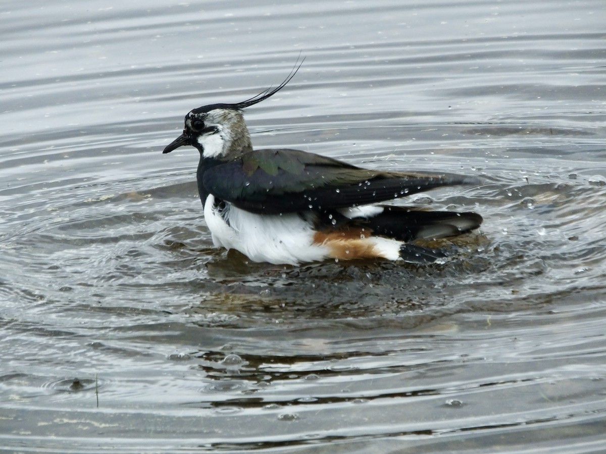 Northern Lapwing - ML619881243