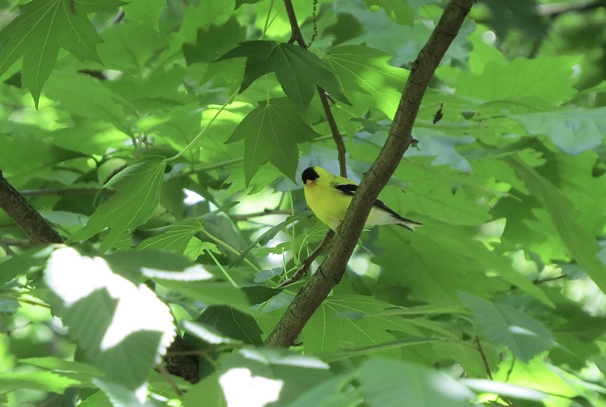 American Goldfinch - ML619881248