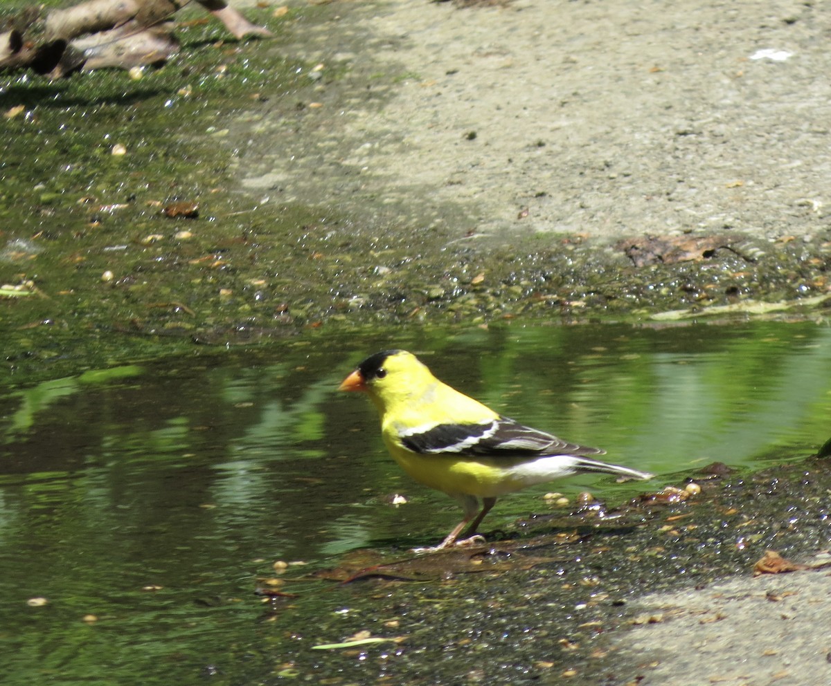 Chardonneret jaune - ML619881249