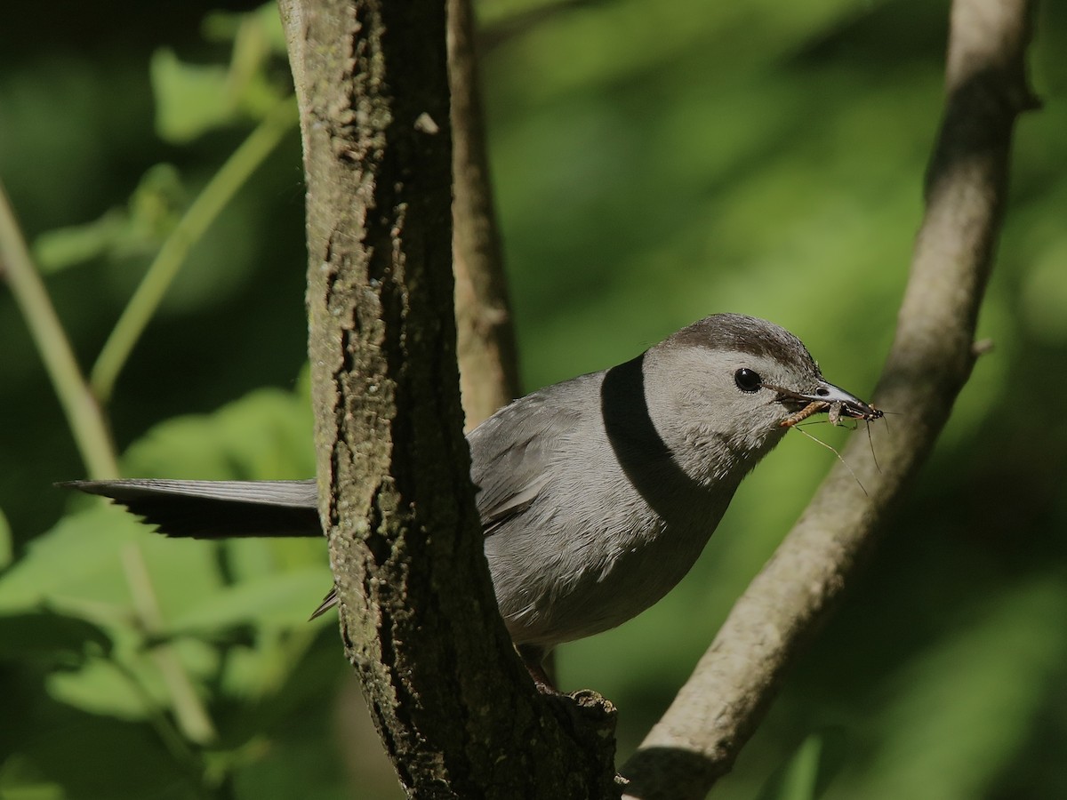 kattespottefugl - ML619881253