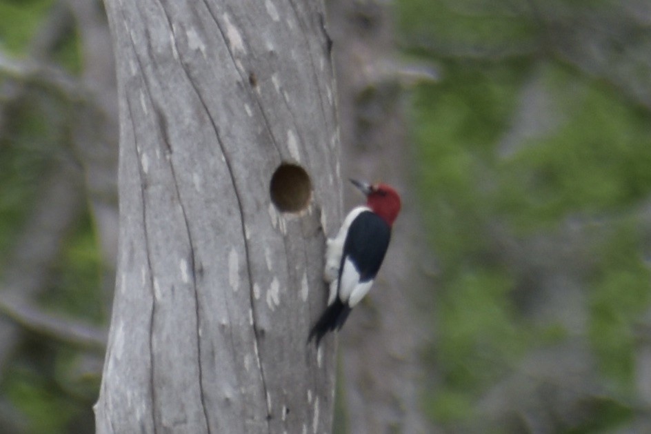 Red-headed Woodpecker - ML619881255