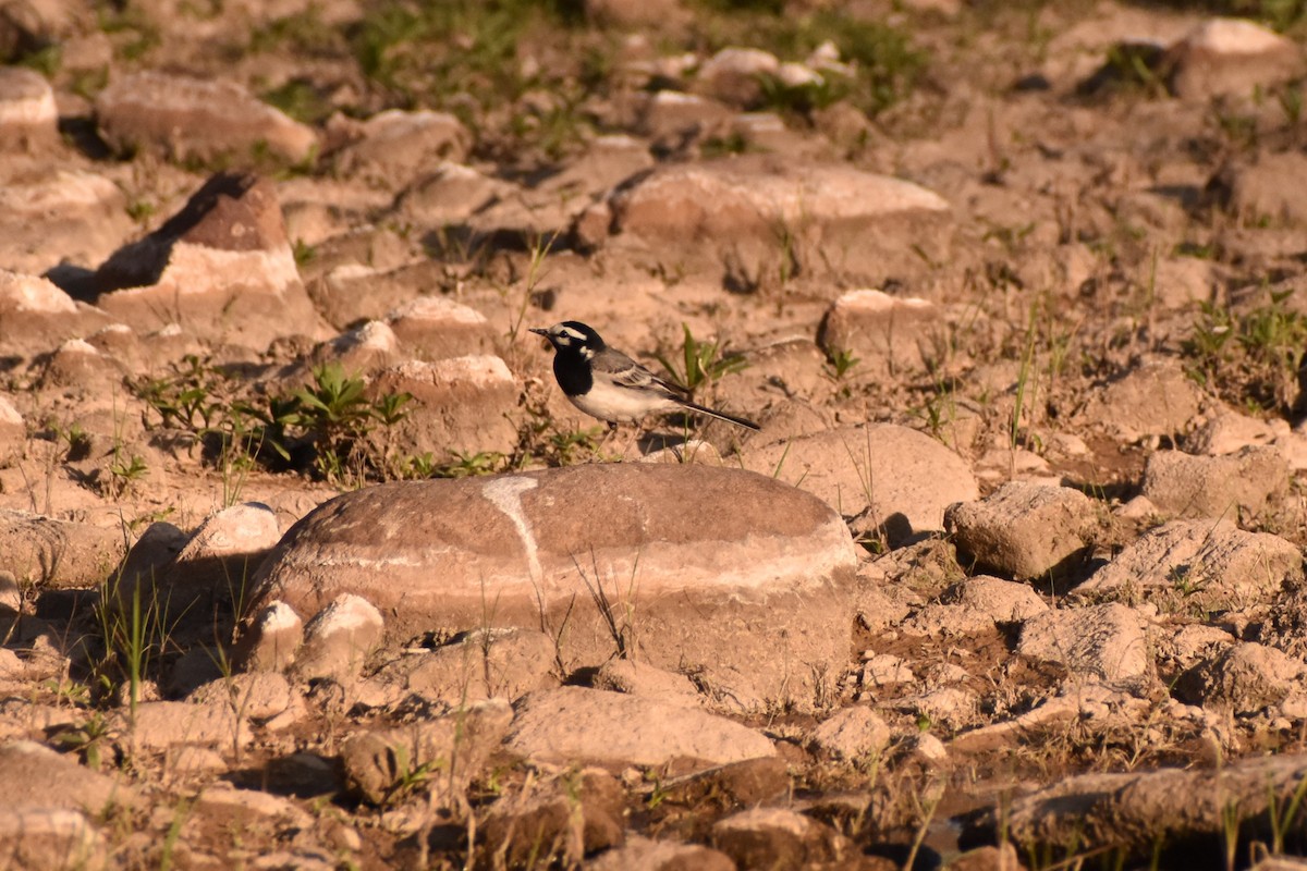 White Wagtail - ML619881261