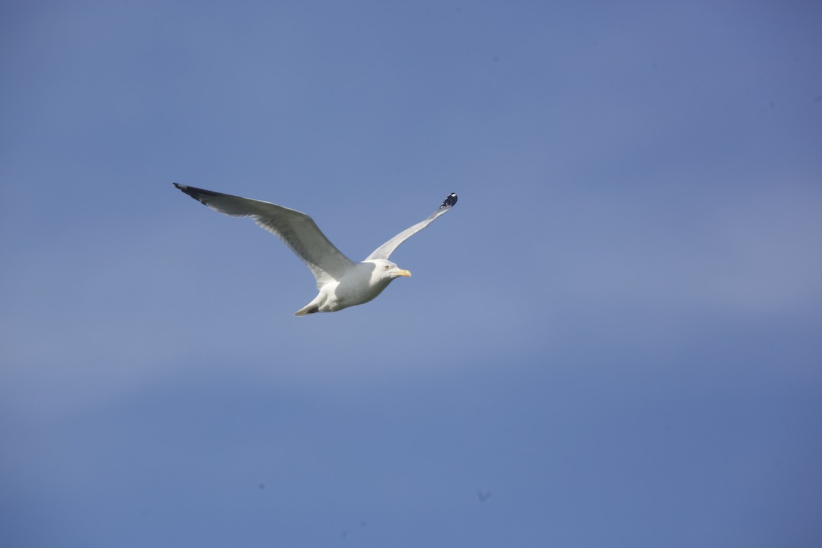 Herring Gull - ML619881268