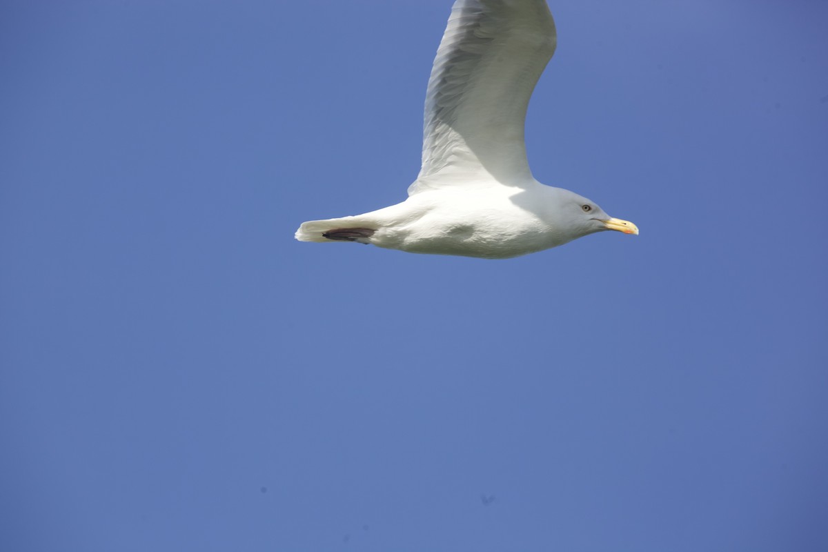 Herring Gull - ML619881269