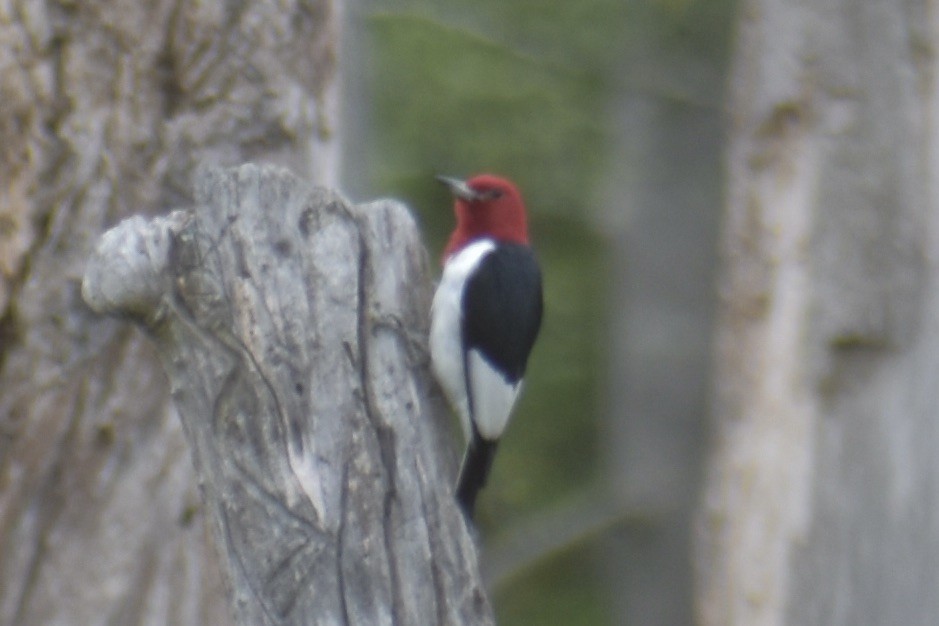 Red-headed Woodpecker - ML619881274