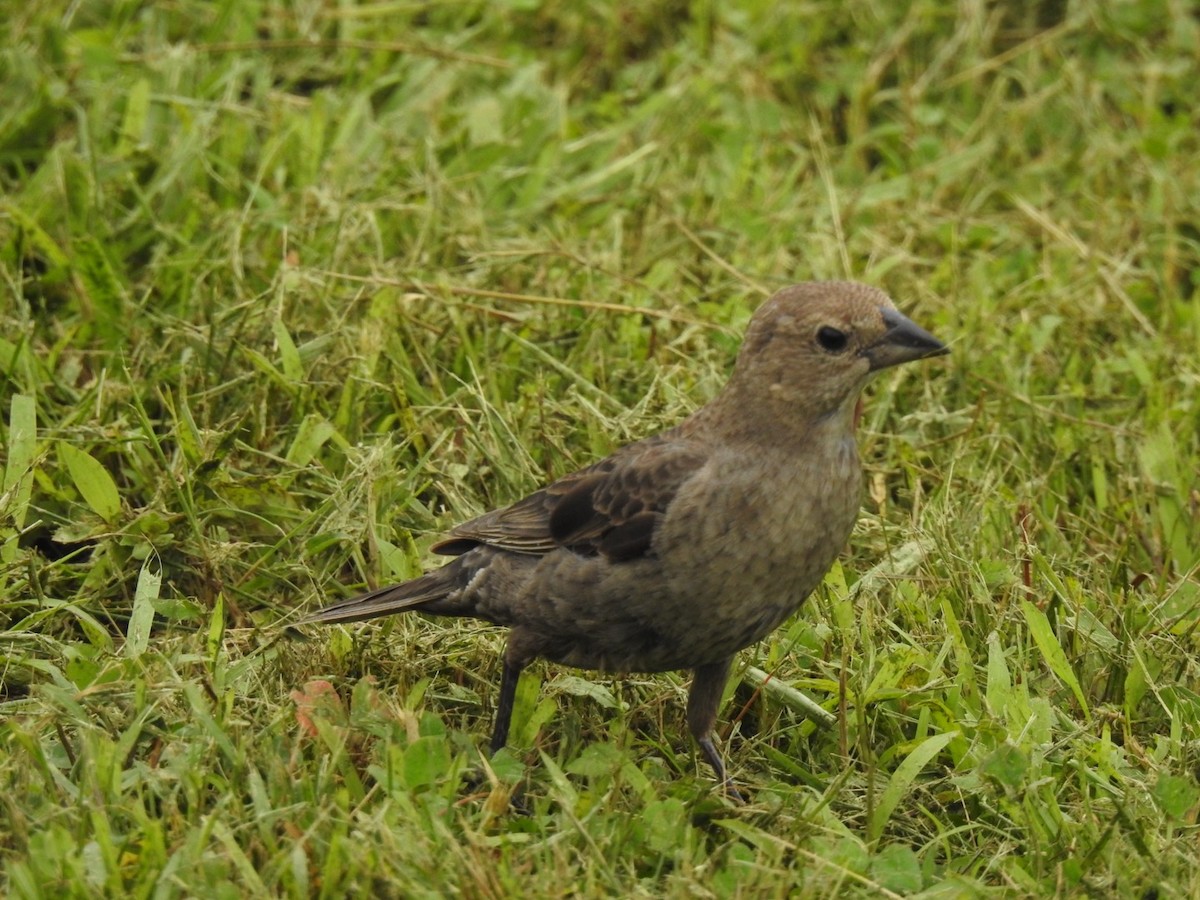 Brown-headed Cowbird - ML619881275