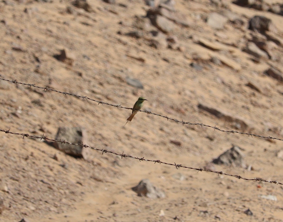 African Green Bee-eater - ML619881276