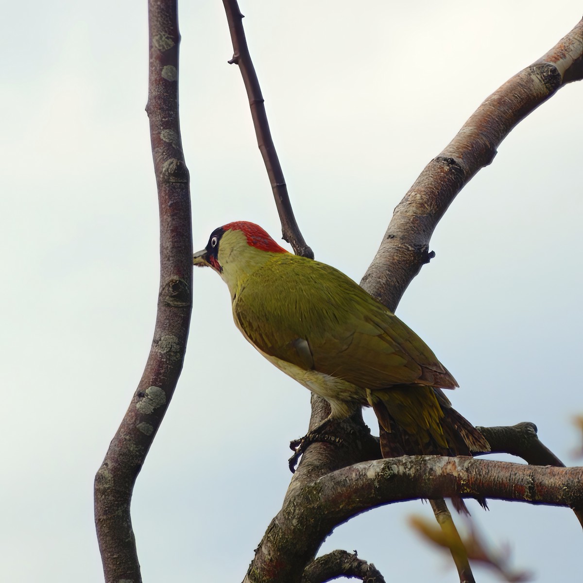 Eurasian Green Woodpecker - ML619881280