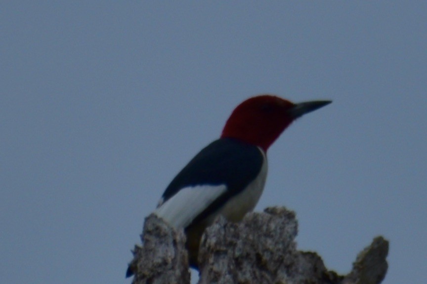 Red-headed Woodpecker - ML619881290