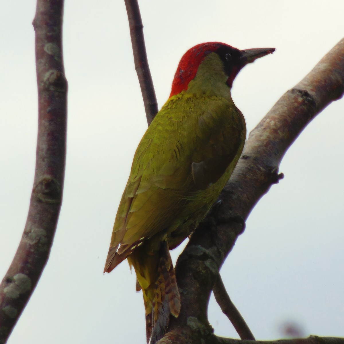 Eurasian Green Woodpecker - ML619881292