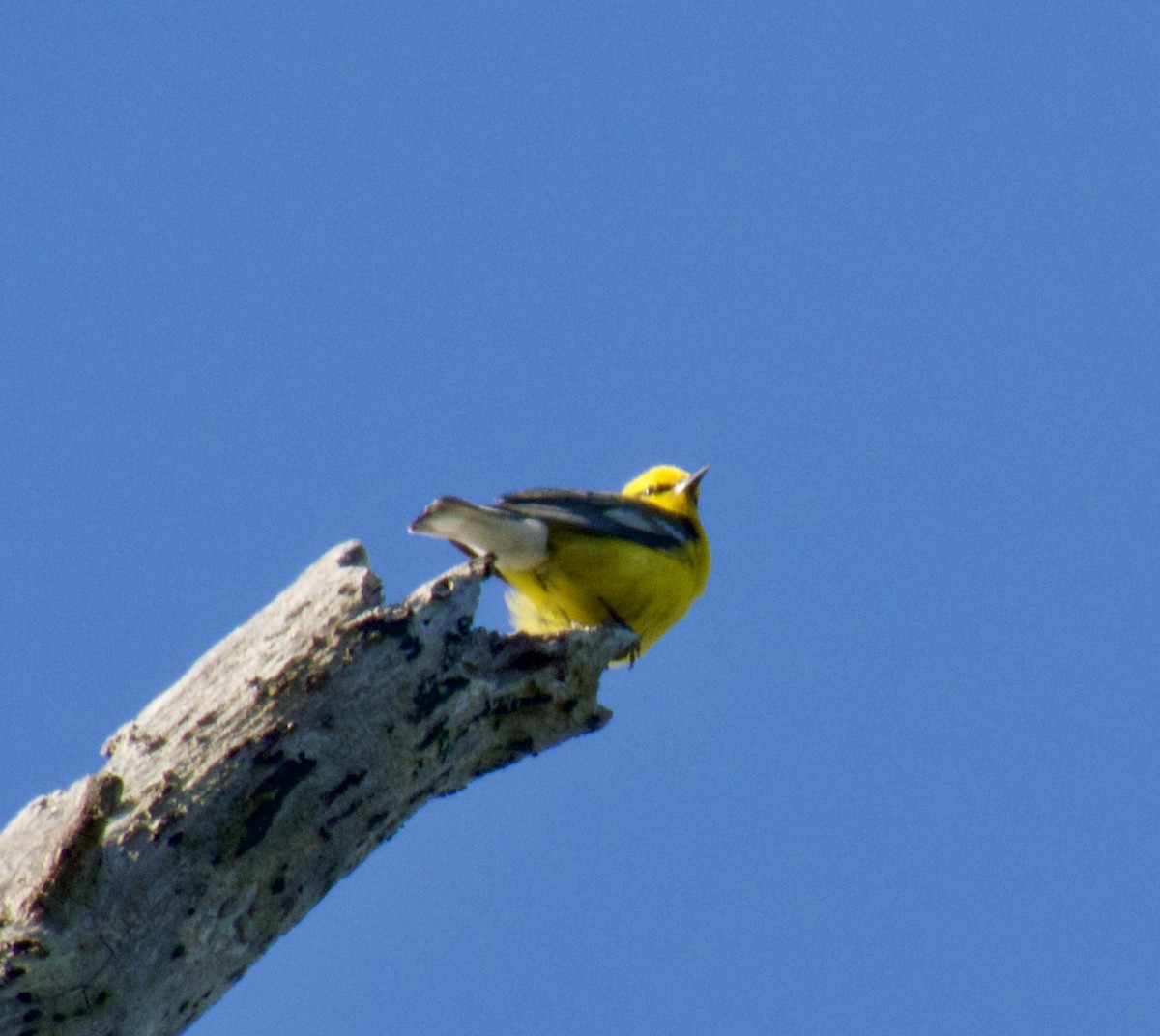 Blue-winged Warbler - ML619881297