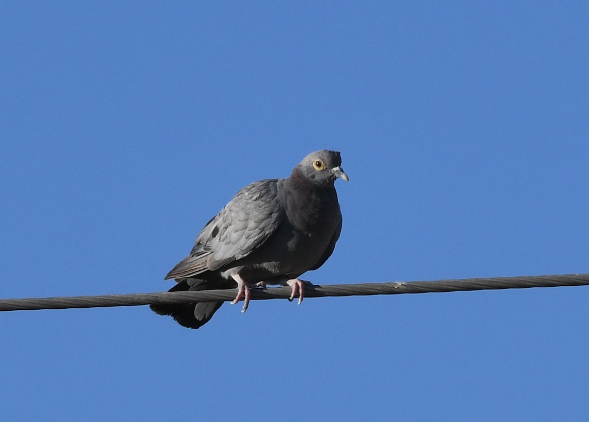 Pigeon d'Eversmann - ML619881334