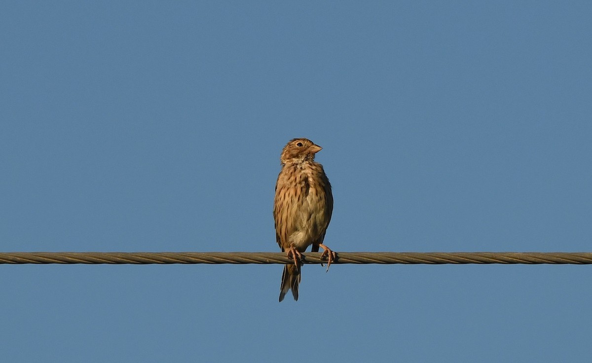 Corn Bunting - ML619881340