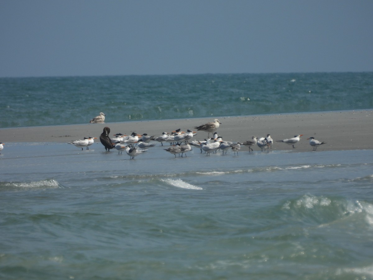 Herring Gull - ML619881356