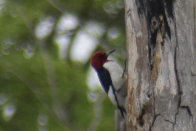 Red-headed Woodpecker - ML619881369