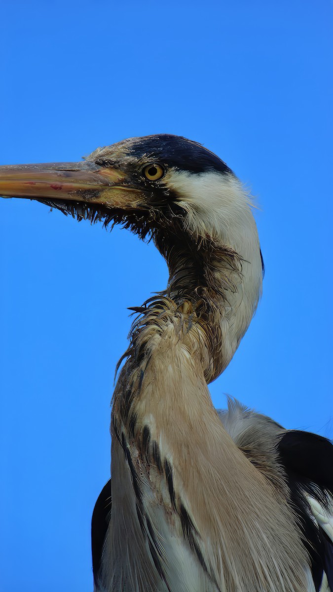 Gray Heron - ML619881427