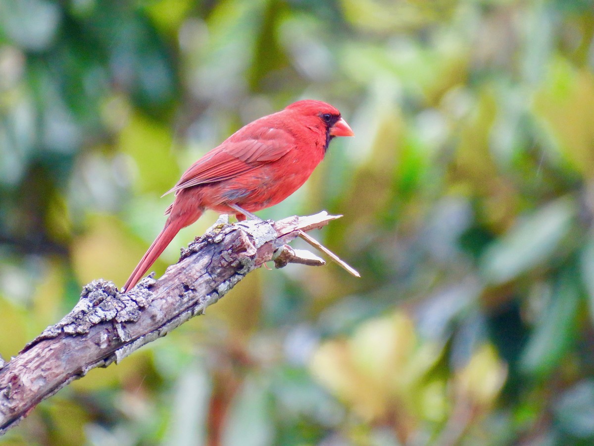 Cardinal rouge - ML619881428