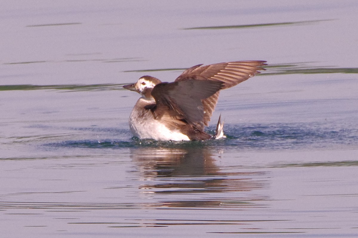 Long-tailed Duck - ML619881434