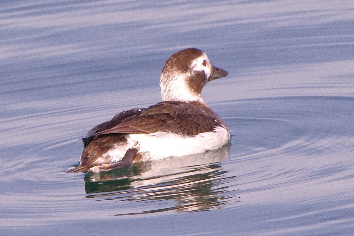 Long-tailed Duck - ML619881435