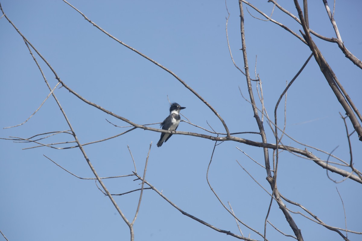 Belted Kingfisher - ML619881439