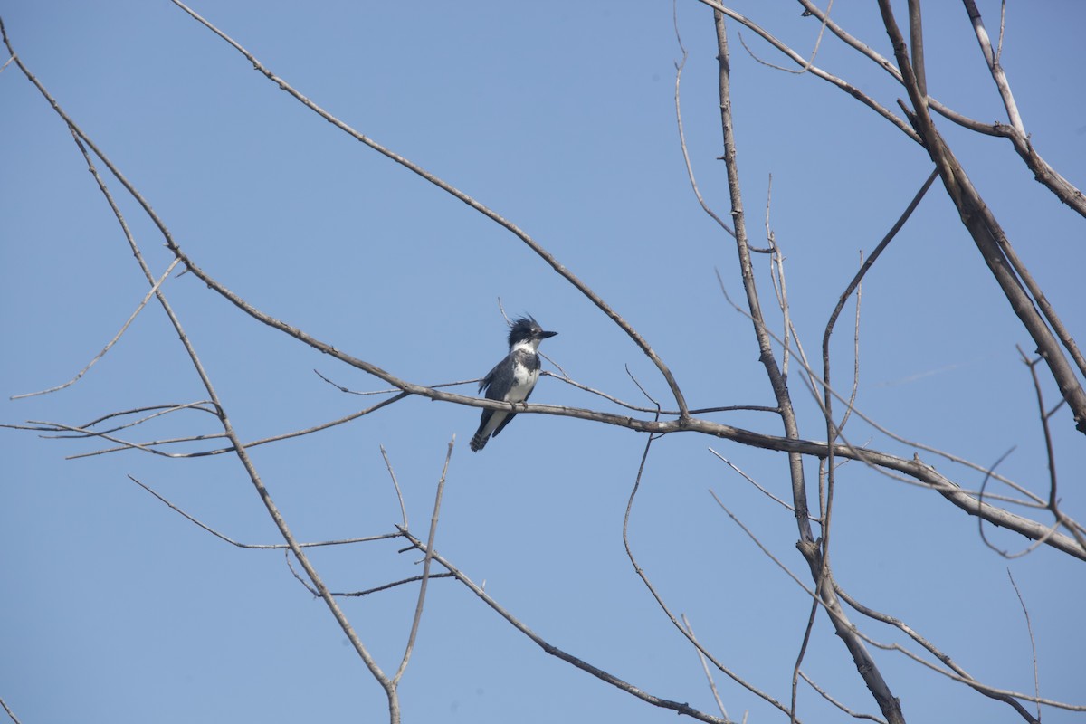 Belted Kingfisher - ML619881440