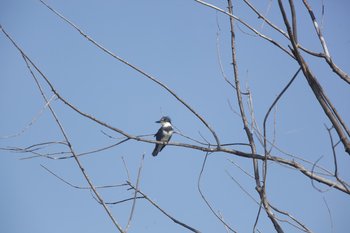 Belted Kingfisher - ML619881441