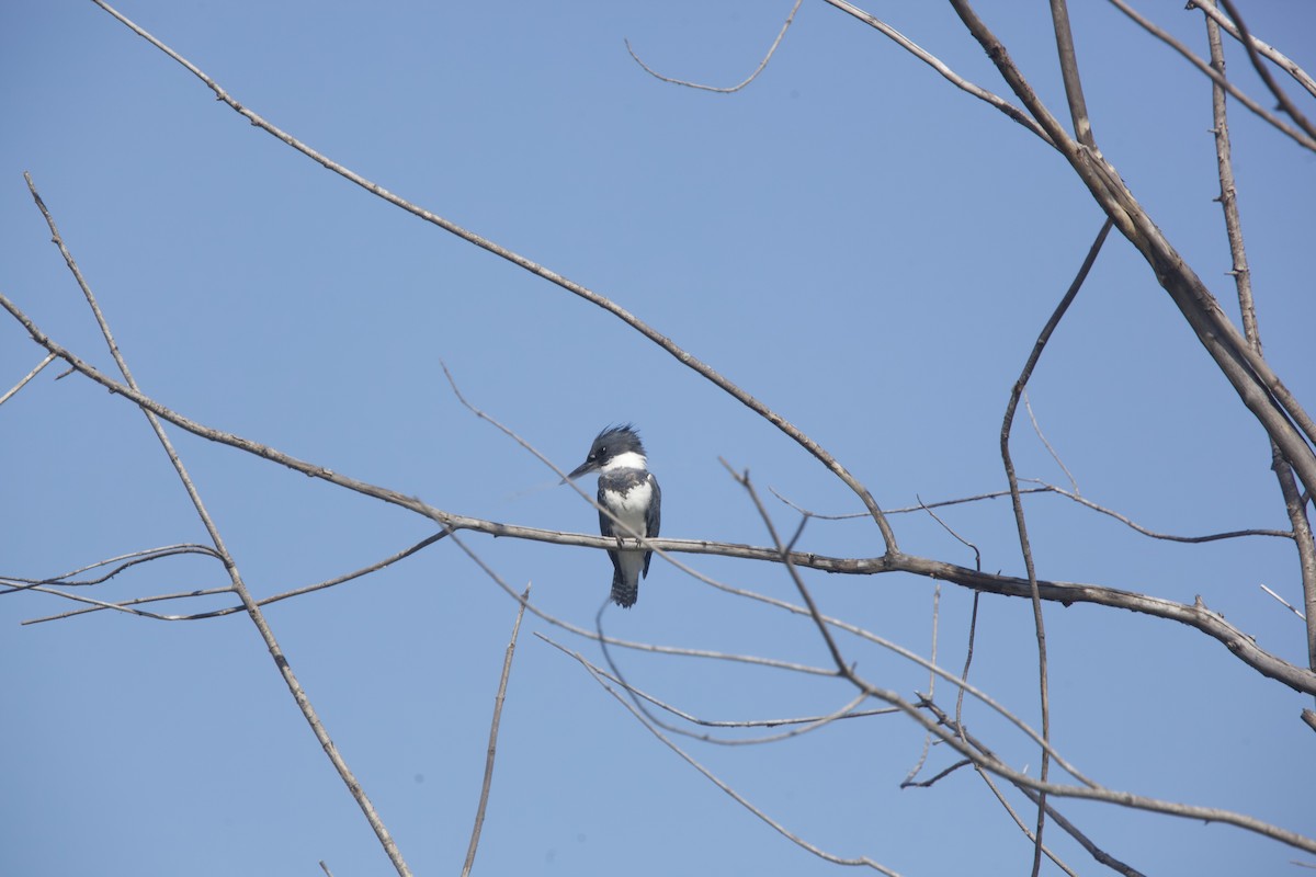 Belted Kingfisher - ML619881442