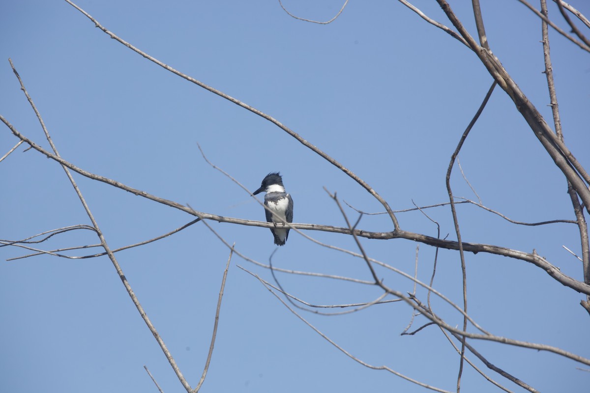Belted Kingfisher - ML619881443