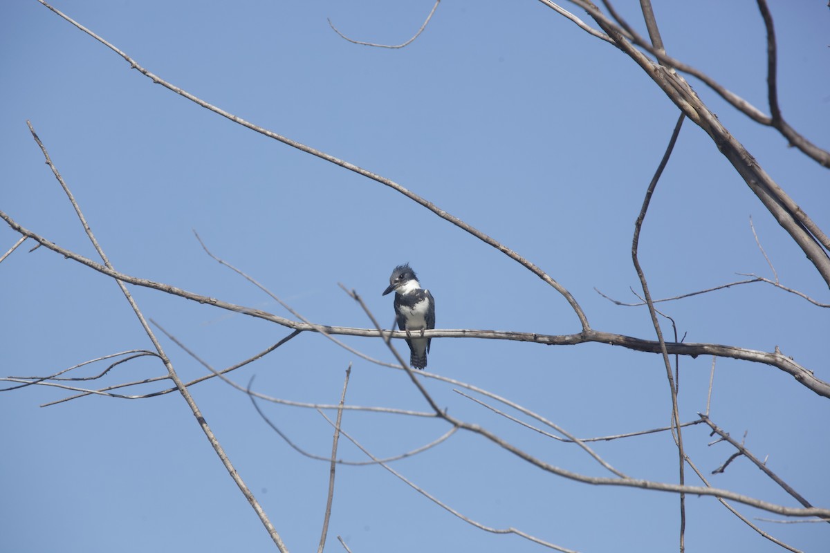 Belted Kingfisher - ML619881444