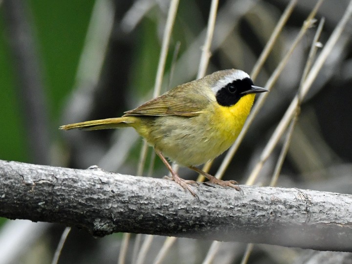 Common Yellowthroat - ML619881445