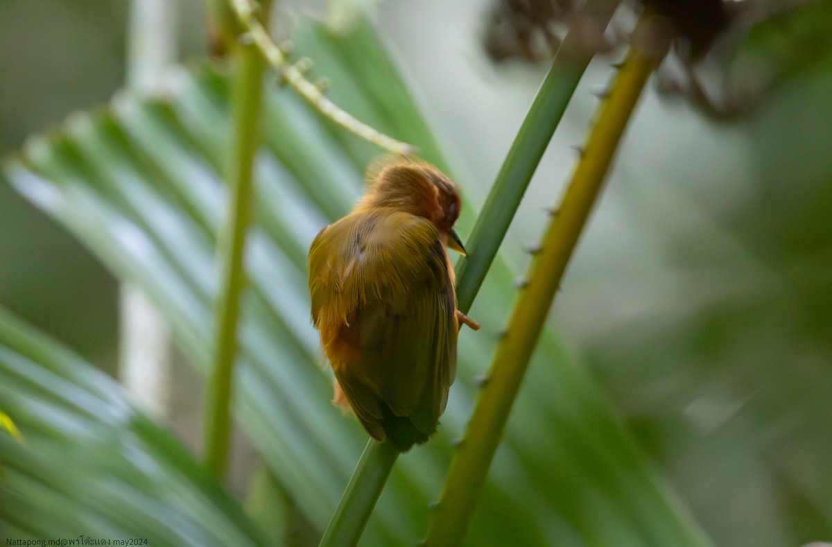 Rufous Piculet - ML619881446