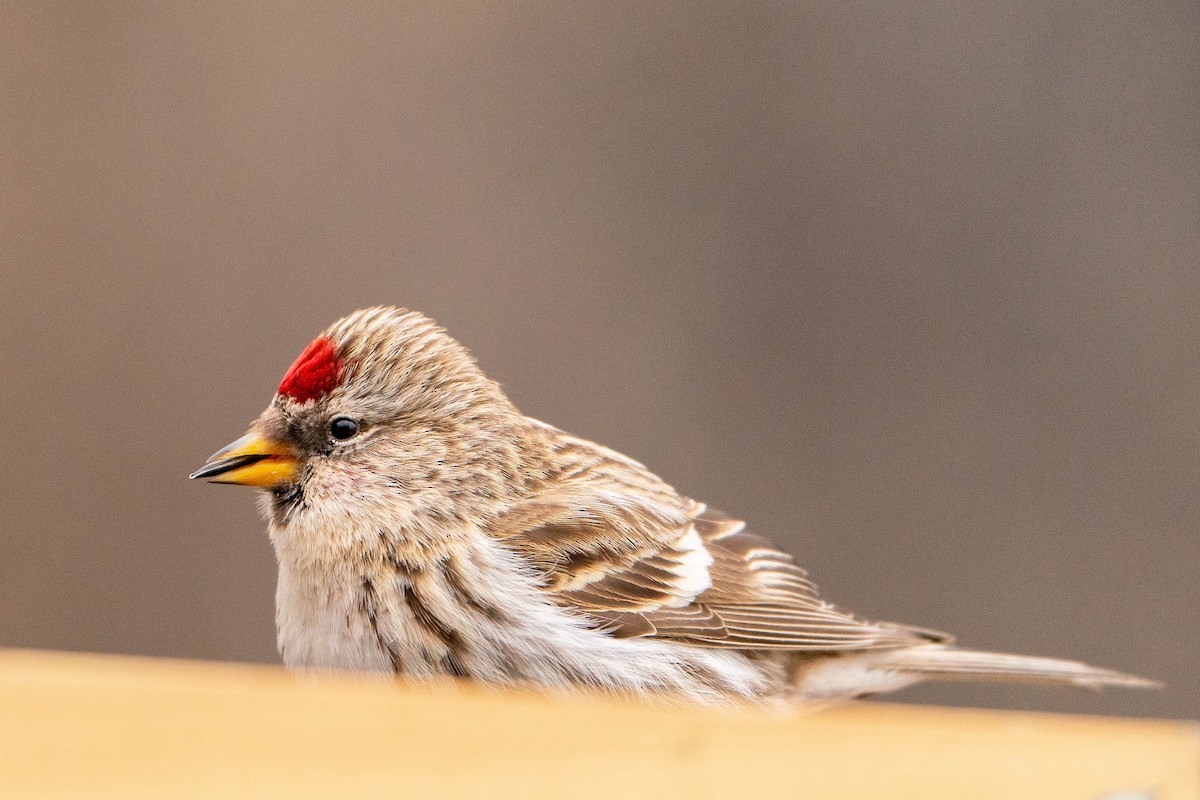 Common Redpoll - ML619881462