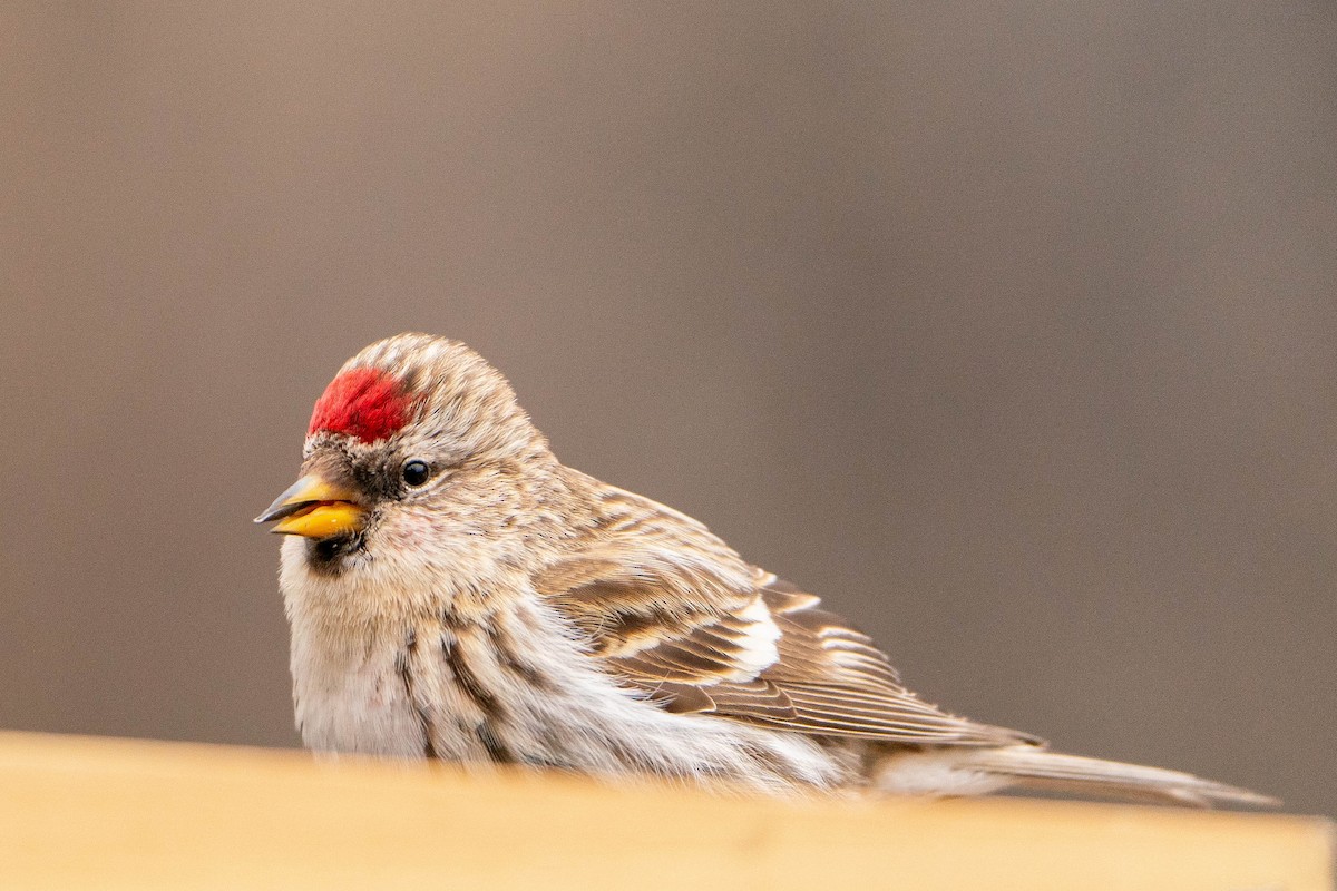 Common Redpoll - ML619881463