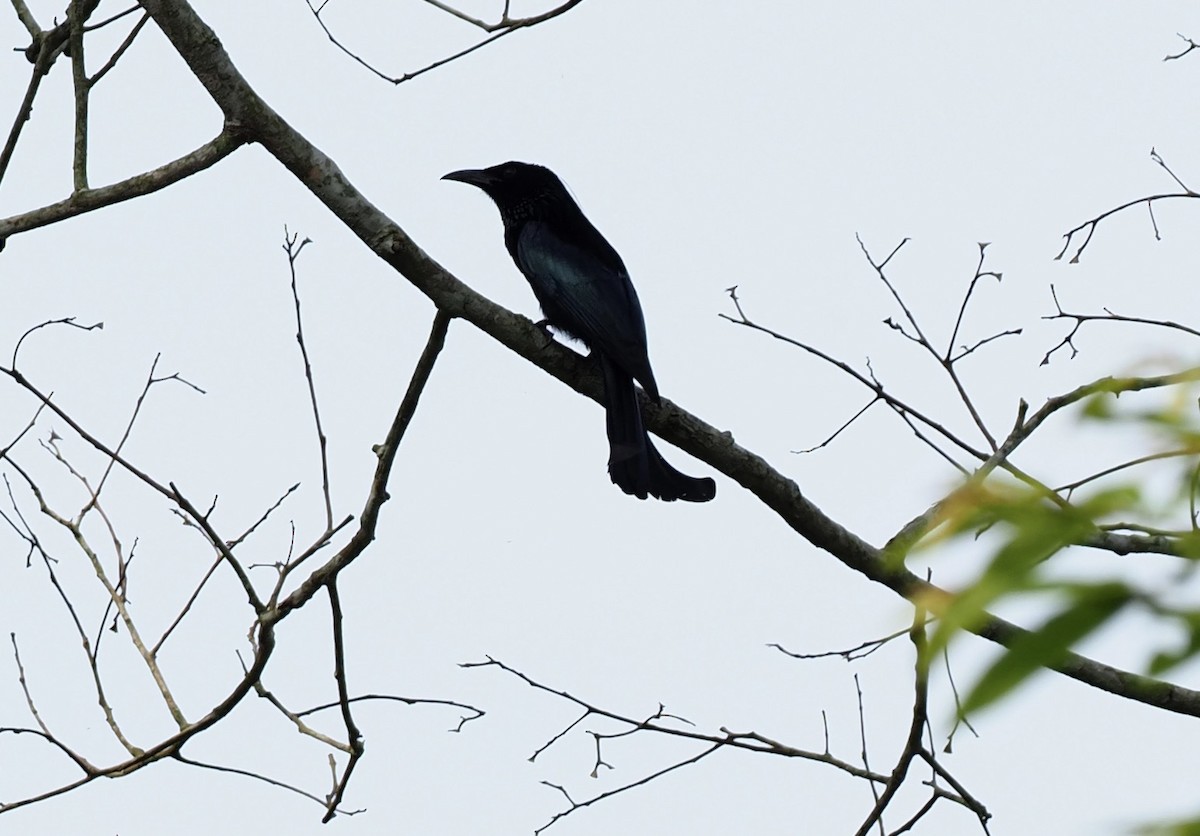 Hair-crested Drongo - ML619881475