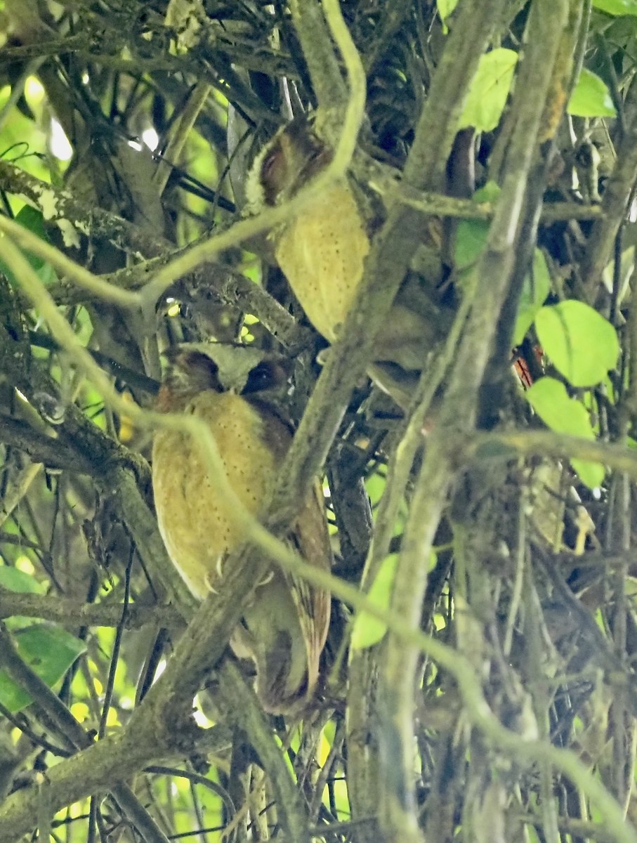 White-fronted Scops-Owl - 芳色 林