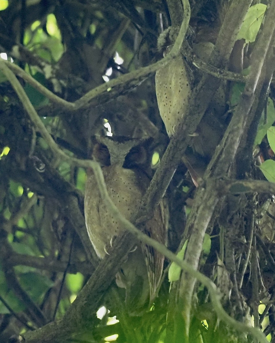White-fronted Scops-Owl - ML619881478