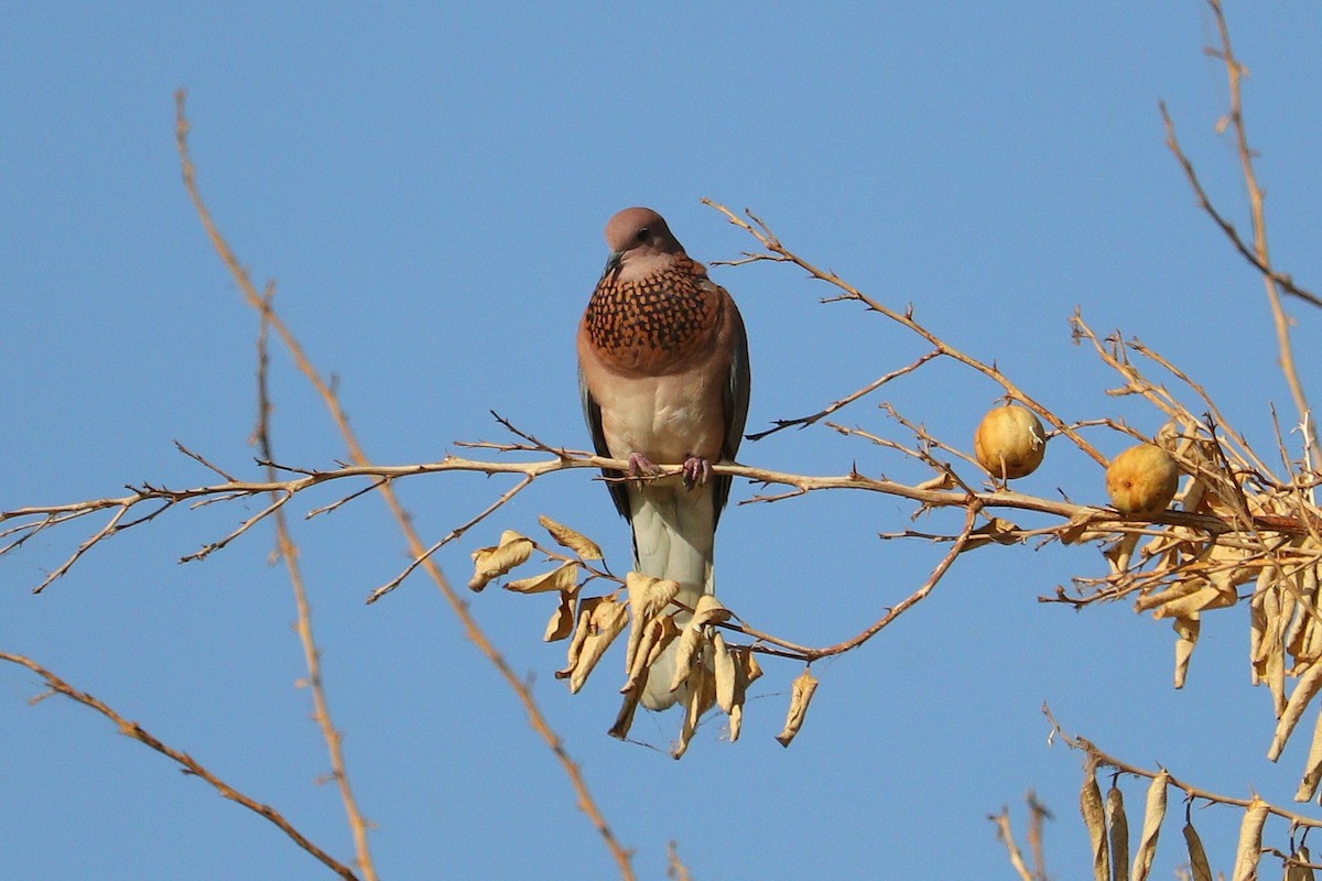 Tórtola Senegalesa - ML619881488