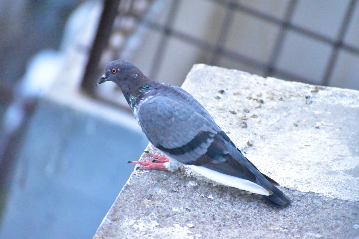 Rock Pigeon (Feral Pigeon) - ML619881489